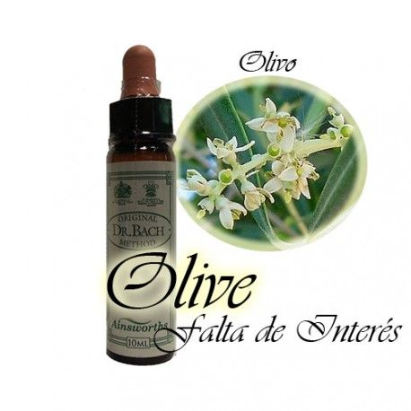 Olive - Olivo 10 ml.
